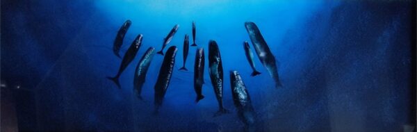 La chambre bleue, tableau de Nathalie Bonetti : des cachalots dorment à la verticale dans un bleu profond